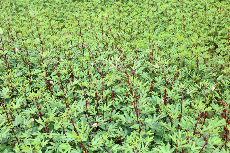 Ceylon Hibiscus becomes the first Sri Lankan Company to cultivate export-quality Roselle Hibiscus Tea