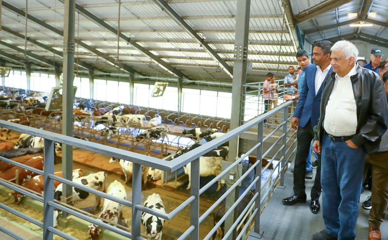 President’s Visit Ignites Ambewela Dairy Farm’s Next Big Leap in Milk Production