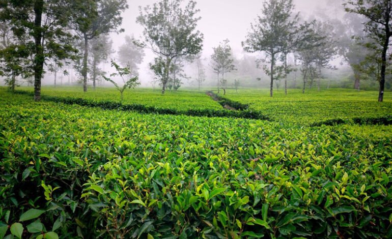 ලිප්ටන් නාමය ලොවට ගෙන ගිය දඹතැන්න වතුයායේ පුරාවෘත්තය