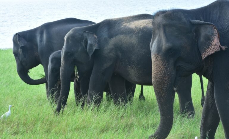සුවිසල් වන සම්පත සුරැකිීම සඳහා වන 2025 “The Gathering of Giants” මෙවරත් සිනමන් හබරණ පරිශ්රයේදී