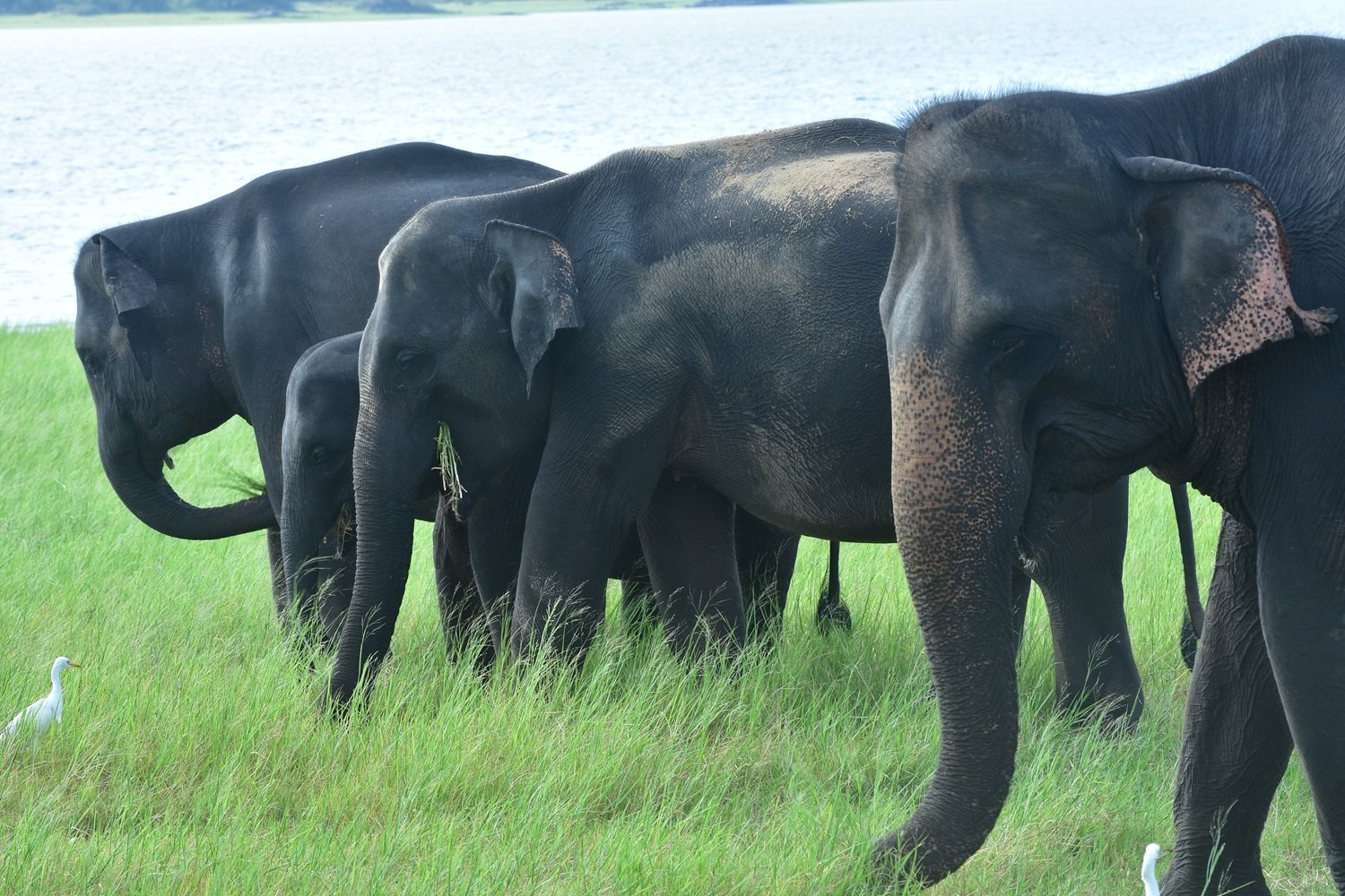 සුවිසල් වන සම්පත සුරැකිීම සඳහා වන 2025 “The Gathering of Giants” මෙවරත් සිනමන් හබරණ පරිශ්‍රයේදී