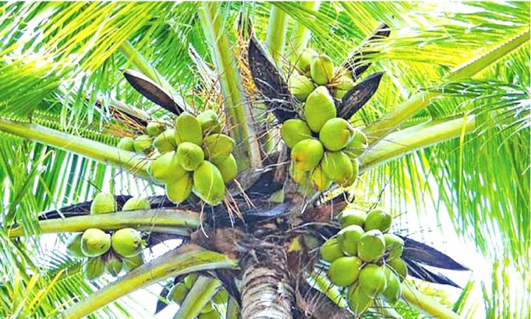 அமெரிக்க ஏற்றுமதிகளுக்கு 20% வரி விகிதத்தை உறுதிசெய்த அரசுக்கு இலங்கை தென்னை கைத்தொழில் சம்மேளனம் நன்றி தெரிவிப்பு
