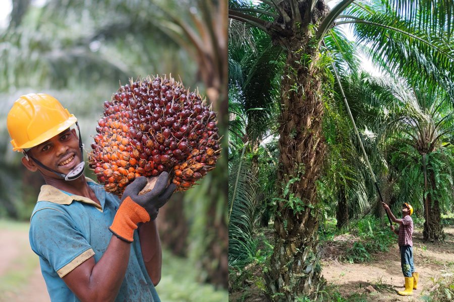மௌனமாகமில்லியன்கணக்கில்இழப்பு: இலங்கைஏன்உடனடியாகஒயில் ஃபாம்தடையைநீக்கவேண்டும்