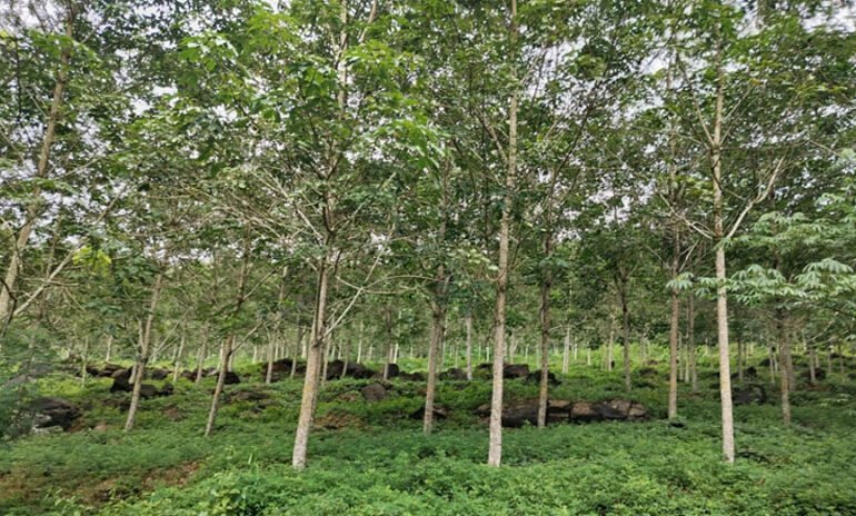 அட்டாலேஎஸ்டேட்: இலங்கையின் மிகப்பெரிய ரப்பர் தோட்டத்தின் நூறாண்டுநிர்வகிப்புமற்றும்நிலைத்தன்மை