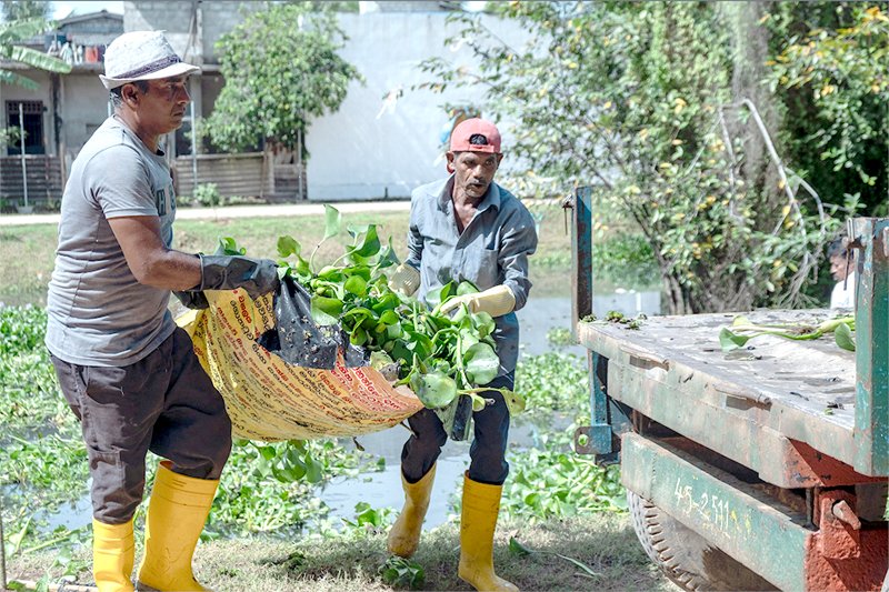 ஜப்பான்ஜபர (Water Hyacinth) ஊடாகவாழ்வாதாரவாய்ப்புகளைஉருவாக்கும் ‘Hyacinthesis’ ஊக்குவிப்புத்திட்டம்ஆரம்பம்