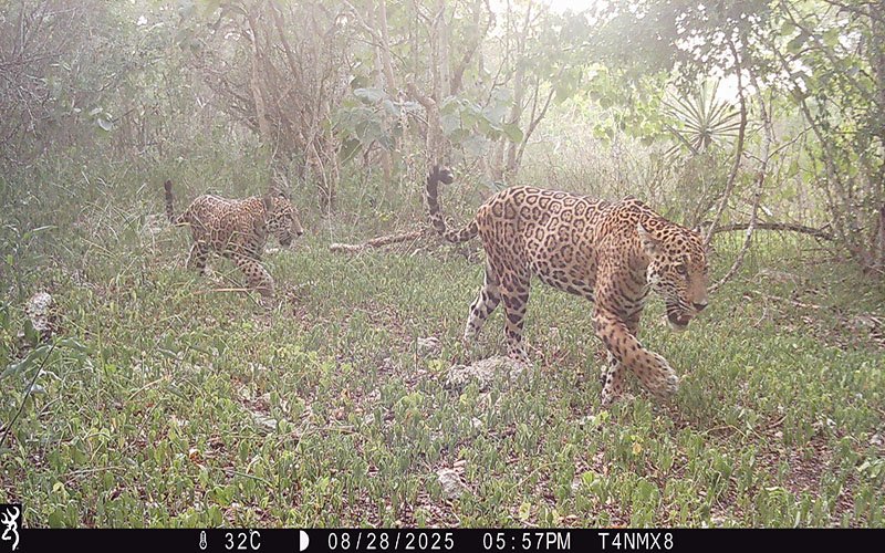 Huawei and Partners Receive GSMA Global Mobile LATAM Award for Tech4Nature Mexico Project to Protect Jaguars