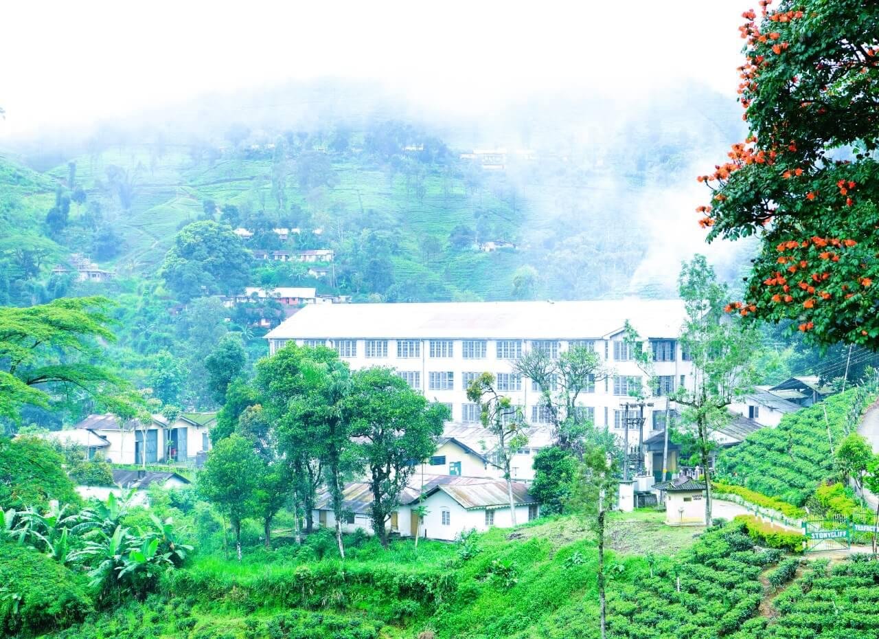 සදාහරිත දිඹුල තේ රසය – සිලෝන් ටී වංශ කථාව රසවත් කරන ස්ටෝනික්ලිෆ් වතුයාය