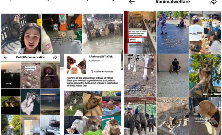 A Little Love for Every Paw, Wing and Whisker Animals Finding a Voice on TikTok