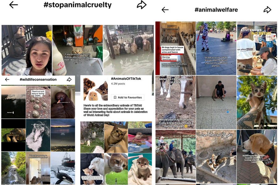 A Little Love for Every Paw, Wing and Whisker Animals Finding a Voice on TikTok
