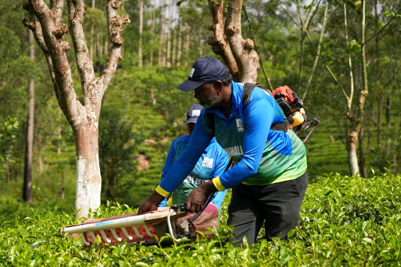 தொழிலாளர் தட்டுப்பாடு காரணமாக இயந்திரங்கள், தரவுகள் மற்றும் புதிய ரக தொழிலாளர்களை நோக்கி நகரும் பெருந்தோட்ட நிறுவனங்கள்