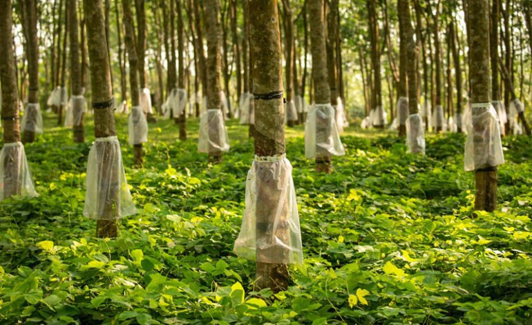 මෙරට රබර් වගාව 150 වැනි විය සපුරයි